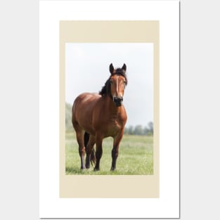 Sorrel horse on pasture Posters and Art